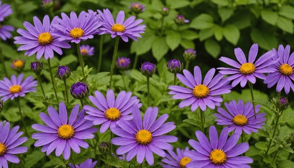 Comment identifier facilement les fleurs mauves pour votre jardin