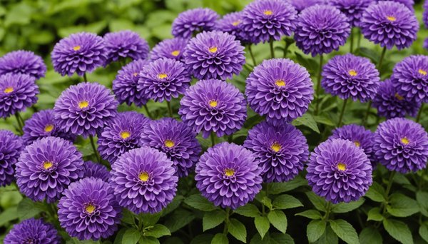Top 10 fleurs mauves à choisir pour embellir votre jardin